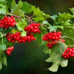 640473862 1465229472064090 5165697977194369655 n